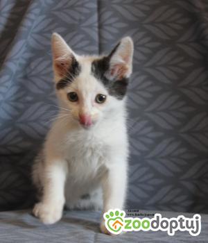 Do adopcji Nowy Dwór Mazowiecki