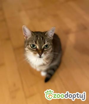 Do adopcji Poznań