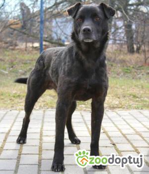 Do adopcji Września