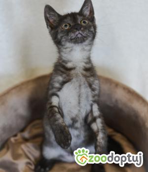 Do adopcji Mielec