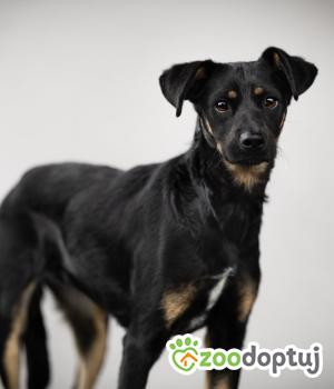 Do adopcji Warszawa