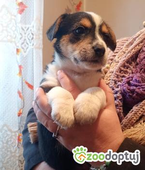 Do adopcji Radziejów