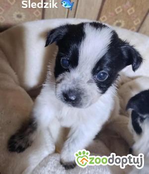 Do adopcji Radziejów