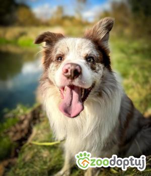 Do adopcji Warszawa
