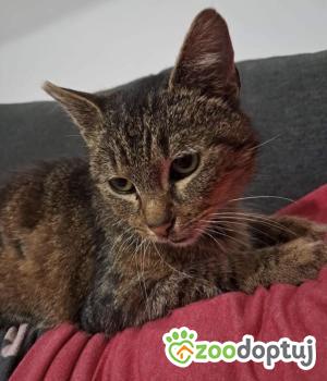 Do adopcji Wrocław