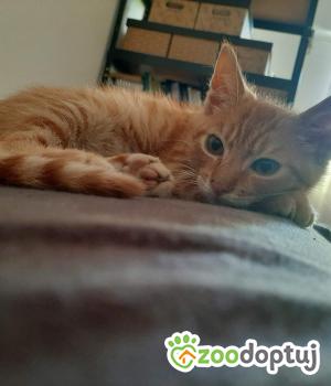 Do adopcji Cieszyn