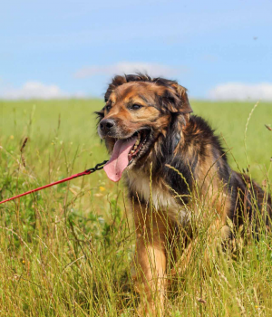 Do adopcji Gdańsk