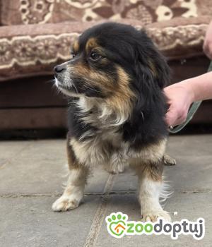 Do adopcji Zgierz