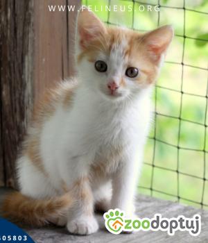 Do adopcji Rzeszów