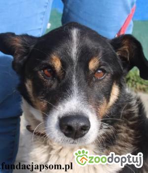 Do adopcji Nowy Dwór Mazowiecki