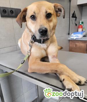 Do adopcji Kraków