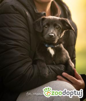 Do adopcji Myślenice