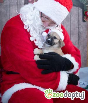 Do adopcji Myślenice