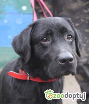 Do adopcji Nowy Dwór Mazowiecki