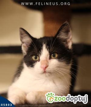 Do adopcji Rzeszów