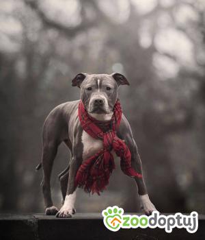 Do adopcji Wrocław