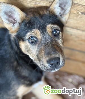 Do adopcji Warszawa