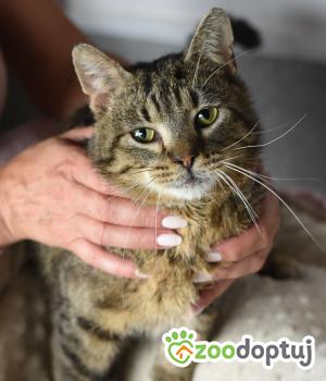 Do adopcji Toruń