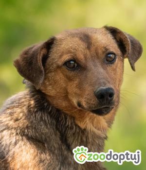 Do adopcji Warszawa
