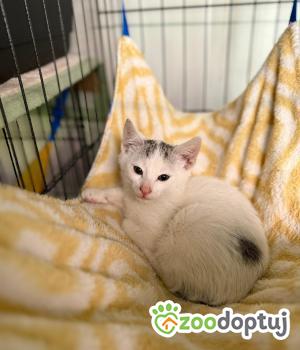 Do adopcji Głowno
