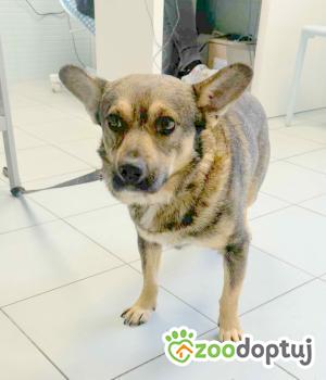 Do adopcji Zgierz