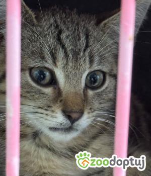 Do adopcji Zgierz