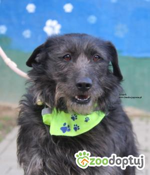 Do adopcji Nowy Dwór Mazowiecki