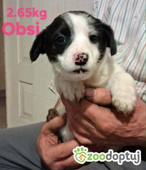 Do adopcji Ostrołęka