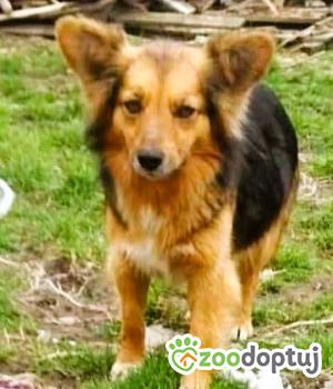 Do adopcji Pajęczno