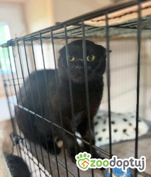 Do adopcji Głowno