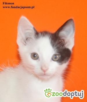 Do adopcji Nowy Dwór Mazowiecki