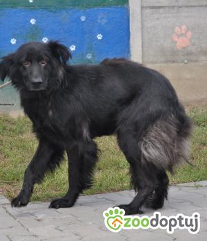 Do adopcji Nowy Dwór Mazowiecki