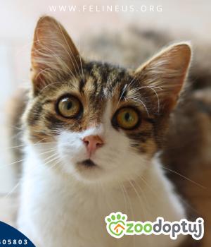 Do adopcji Rzeszów