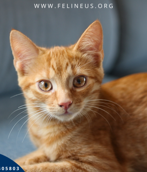Do adopcji Rzeszów