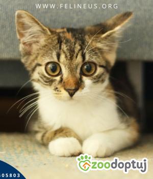 Do adopcji Rzeszów