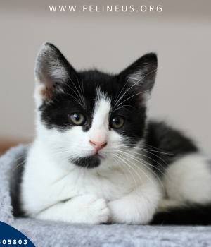 Do adopcji Rzeszów