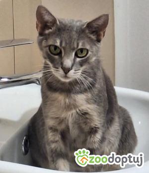 Do adopcji Cieszyn