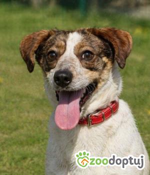 Do adopcji Głogów