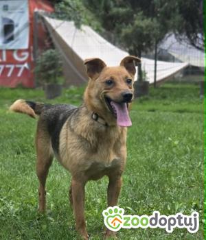 Do adopcji Zgierz