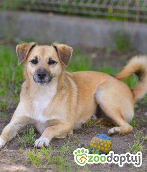 Do adopcji Mielec