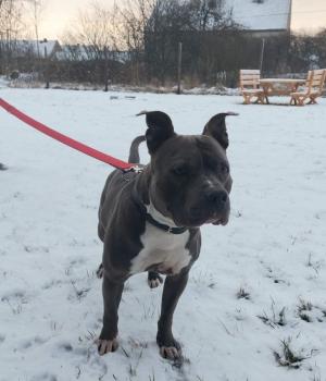Do adopcji Brzeg