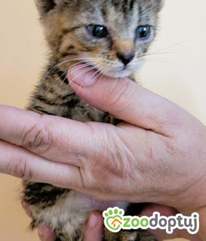 Do adopcji Wieluń