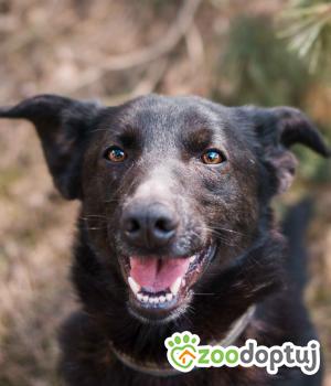 Do adopcji Sompolno