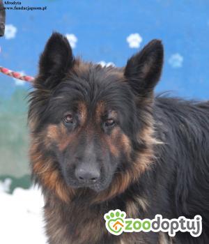 Do adopcji Nowy Dwór Mazowiecki