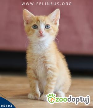 Do adopcji Rzeszów