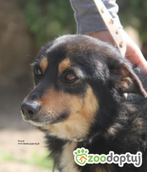 Do adopcji Nowy Dwór Mazowiecki