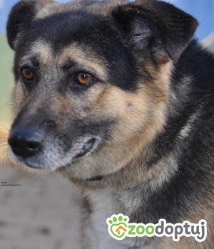 Do adopcji Nowy Dwór Mazowiecki