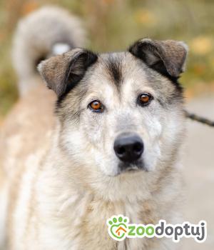 Do adopcji Warszawa