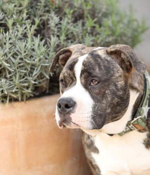 Do adopcji Brzeg