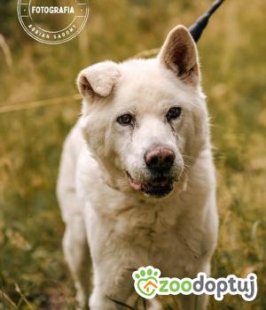 Do adopcji Głogów